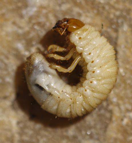 Réf. 344 310 : Amphimallon solstitiale